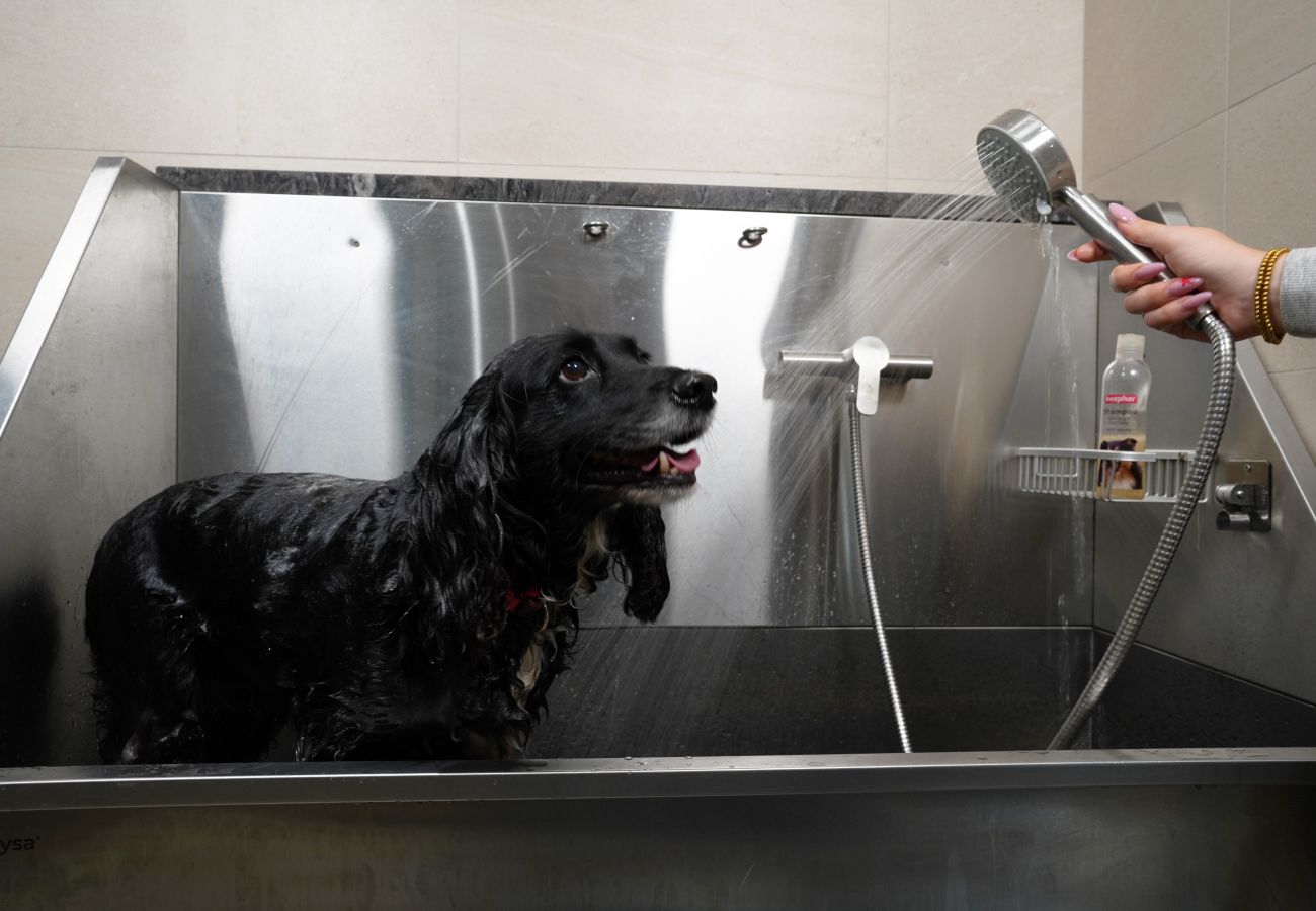 Image of the dog friendly facilities at Rock mill apartments in use
